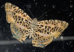 Symbrenthia niphanda