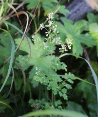 Thalictrum minus hypoleucum