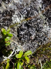 Umbilicaria cylindrica