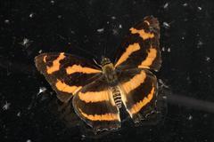 Symbrenthia niphanda