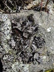 Umbilicaria cylindrica