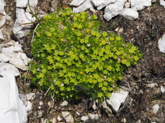 Cherleria sedoides