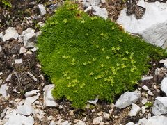 Cherleria sedoides