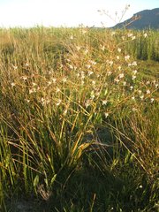 Trachyandra revoluta