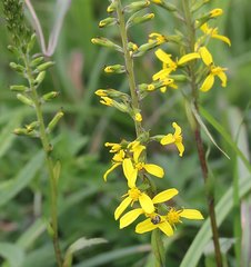 Ligularia stenocephala