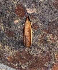 Peoria roseotinctella