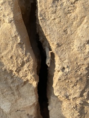 Pristurus