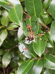 Trichonephila clavata