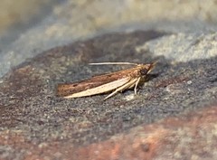 Peoria roseotinctella