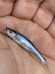 Lythrurus fasciolaris