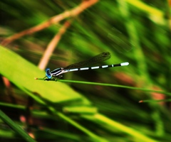Argia bipunctulata