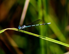 Argia bipunctulata