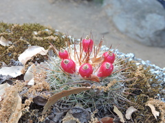 Mammillaria petrophila petrophila