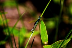 Argia bipunctulata