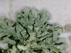 Hypogymnia farinacea