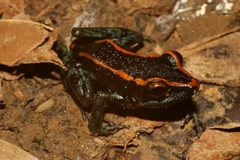 Pristimantis gaigei