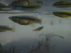 Robust Gambusia photo 1