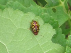 Zygogramma piceicollis