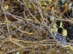 Sargassum muticum