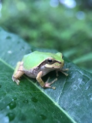 Hyla japonica
