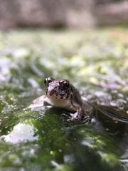 Fejervarya kawamurai