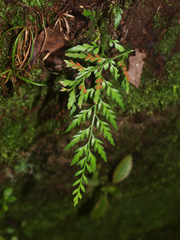 Asplenium appendiculatum