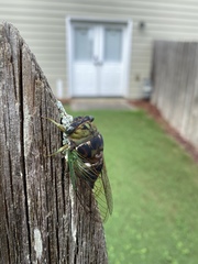 Neotibicen tibicen australis