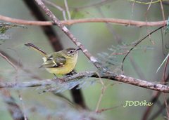 Phyllomyias sclateri