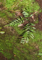 Asplenium appendiculatum