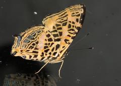 Symbrenthia niphanda