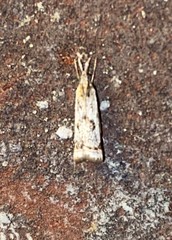 Microcrambus kimballi