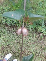 Dioscorea polystachya