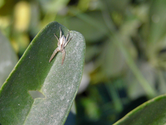 Arachosia praesignis