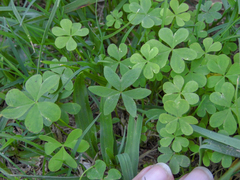 Oxalis bipartita