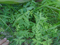 Oxalis bipartita