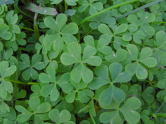 Oxalis bipartita