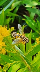 Helophilus trivittatus