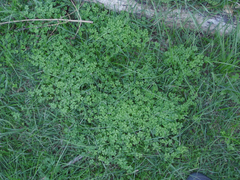 Oxalis bipartita