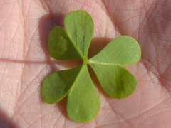 Oxalis bipartita