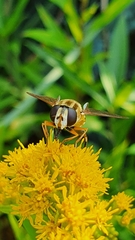 Helophilus trivittatus