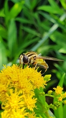 Helophilus trivittatus