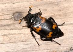 Nicrophorus nepalensis