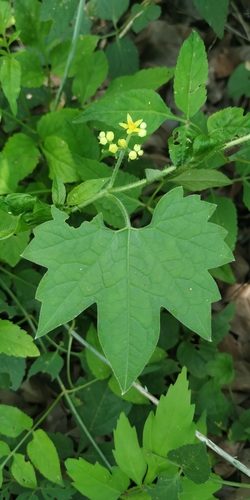 Gronovia scandens (Gronovia scandens)