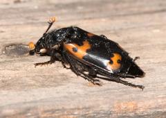 Nicrophorus nepalensis