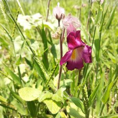 Proboscidea louisianica fragrans