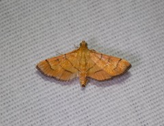Orphanostigma haemorrhoidalis