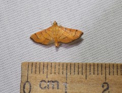 Orphanostigma haemorrhoidalis