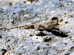 Mediodactylus