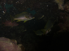 Plectorhinchus gaterinus