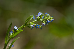 Hackelia velutina